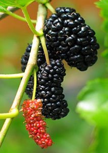 Black Mulberry, Dwarf Everbearing Morus Nigra