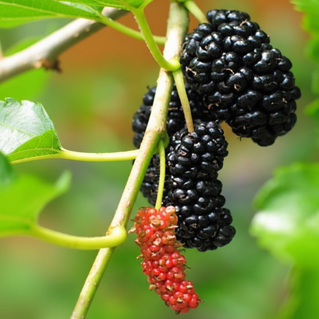 Black Mulberry, Dwarf Everbearing Morus Nigra close up of barries