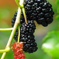 Black Mulberry, Dwarf Everbearing Morus Nigra