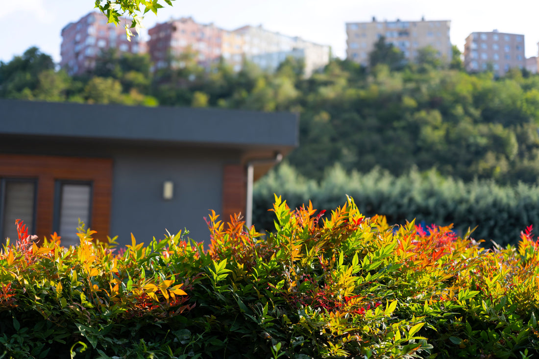 Nandina Firepower Heavenly Bamboo outside