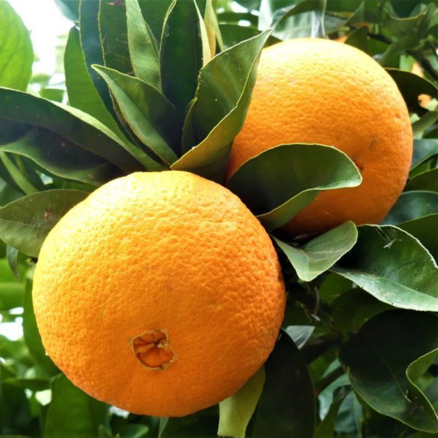 Close up of two oranges growing on a branch.