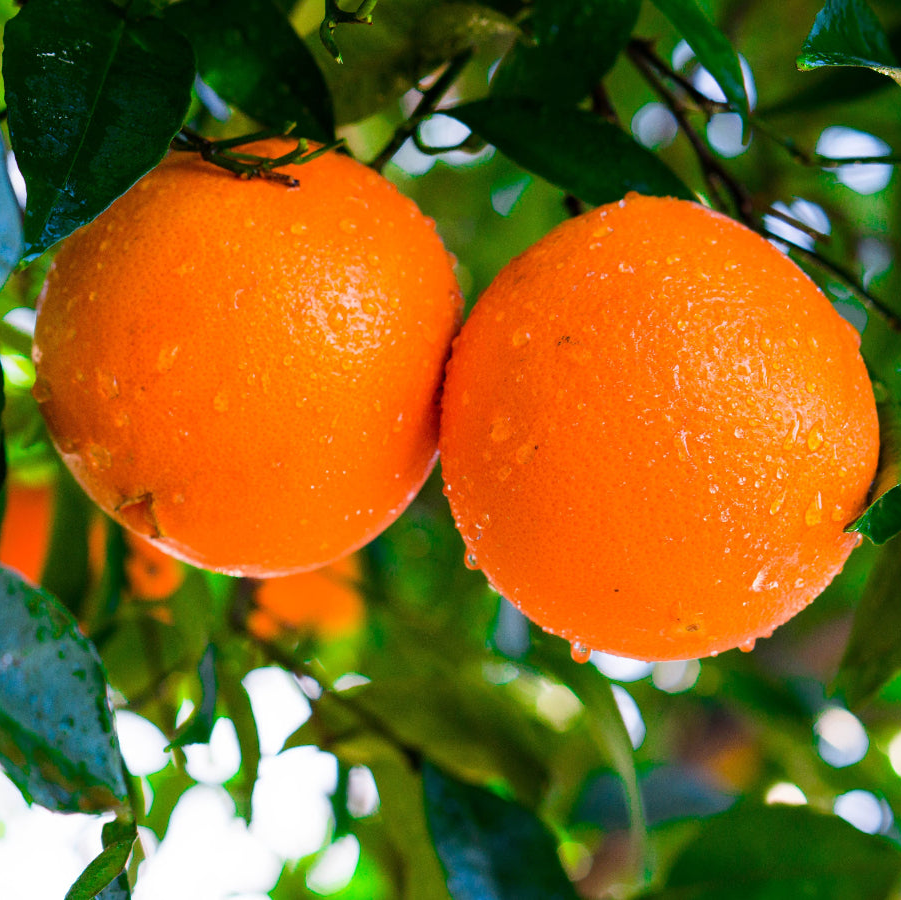 Valencia Orange Tree, Citrus Sinensis