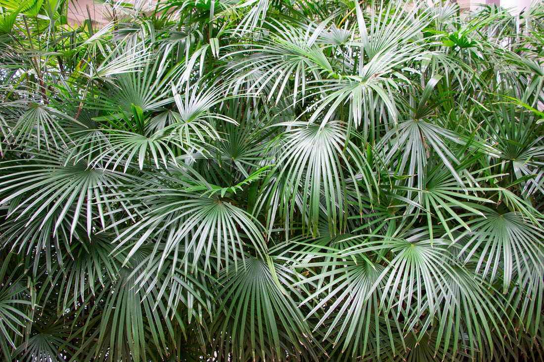 Needle Palm Tree, Cold Hardy