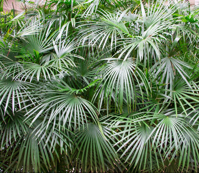 Needle Palm Tree, Cold Hardy Close-up of a palm plant with green leaves