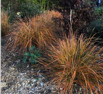 New Zealand Orange Sedge Grass