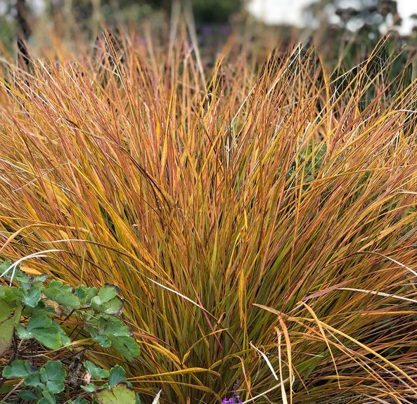 New Zealand Orange Sedge Grass