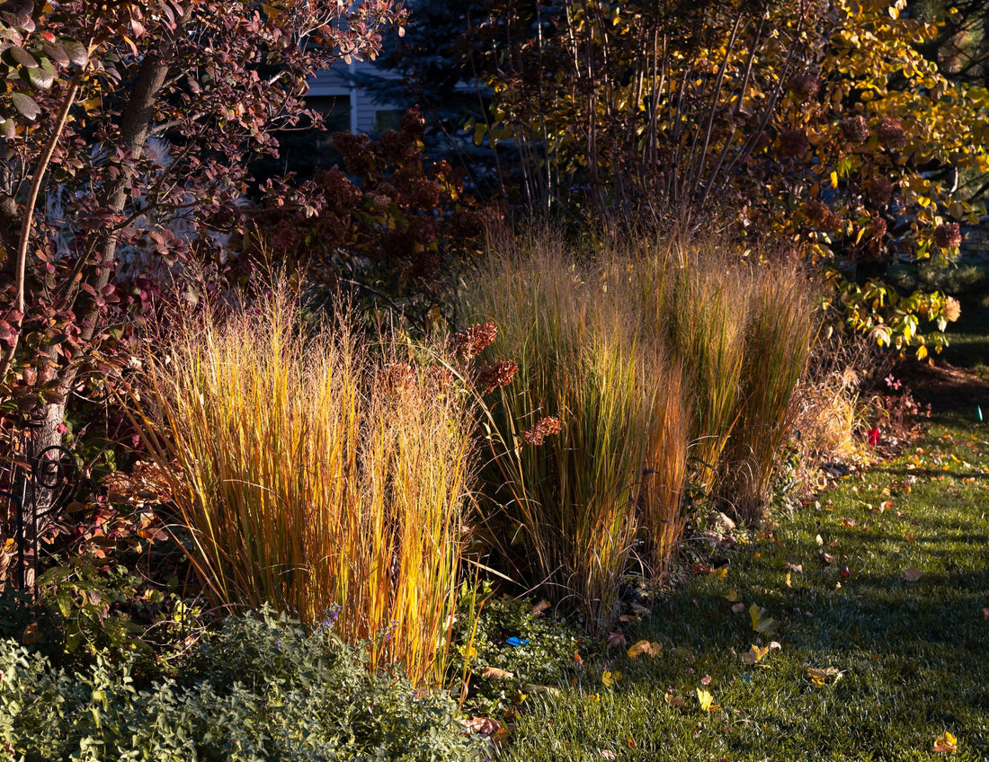 New Zealand Orange Sedge Grass