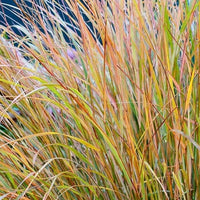 New Zealand Wind Grass