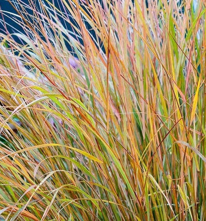 New Zealand Orange Sedge Grass