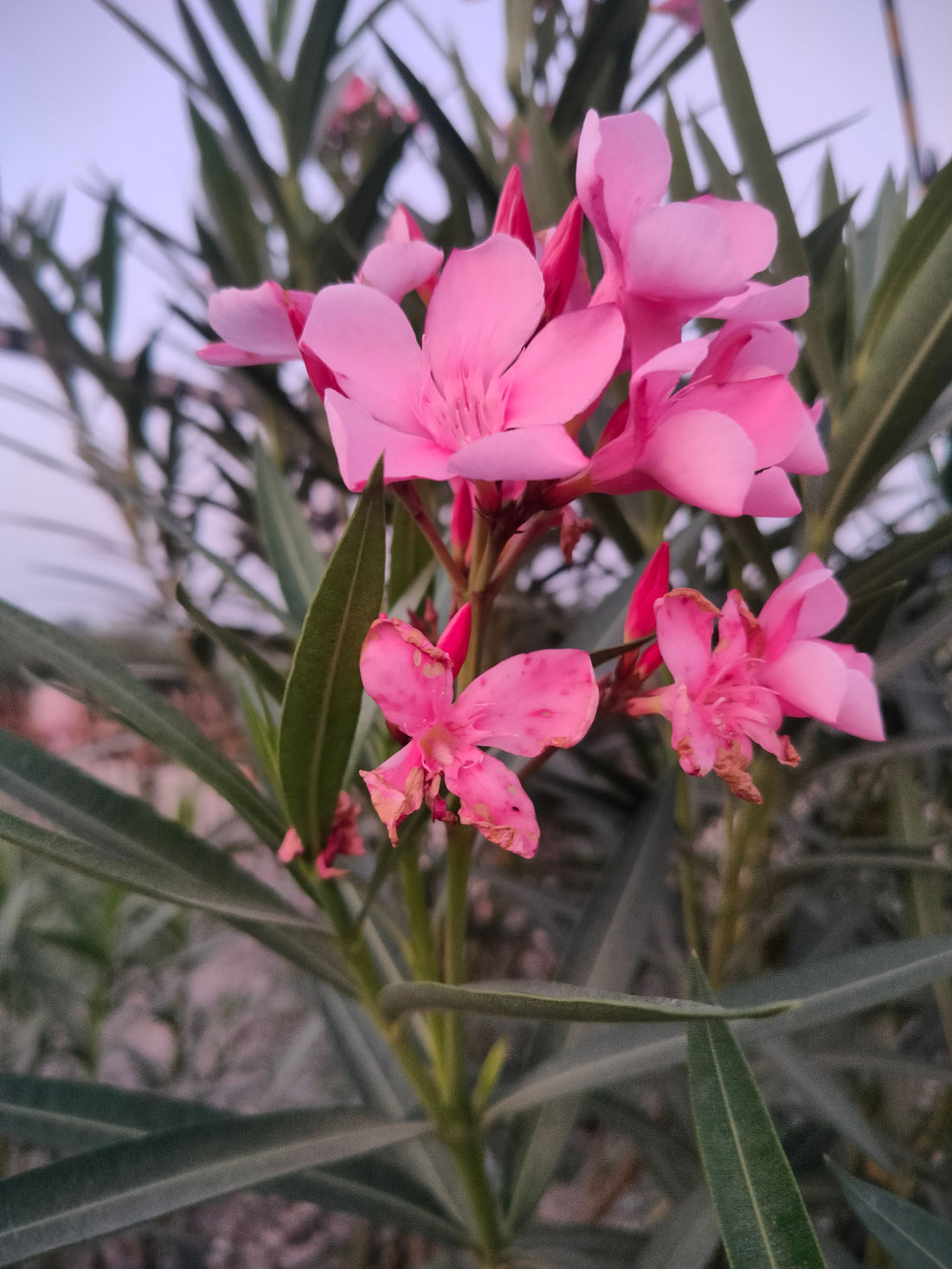 Oleander Calypso Pink Flowering Tree