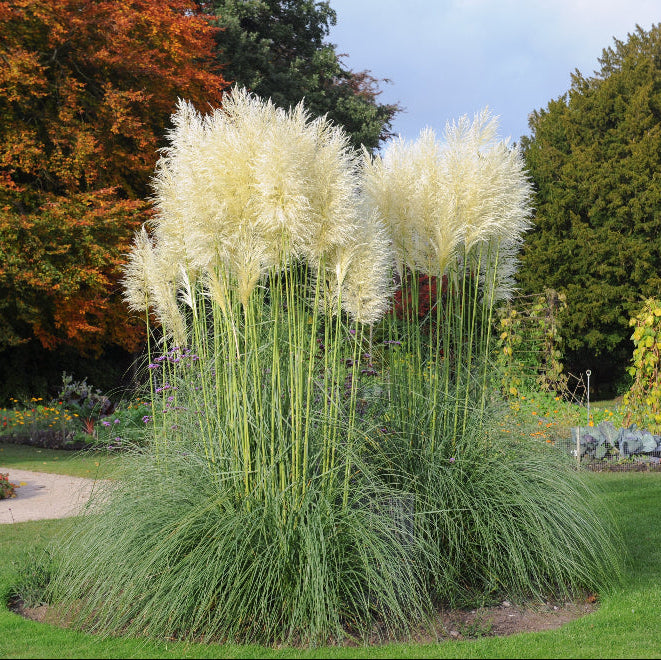 White Pampas Grass, Cortaderia Selloana