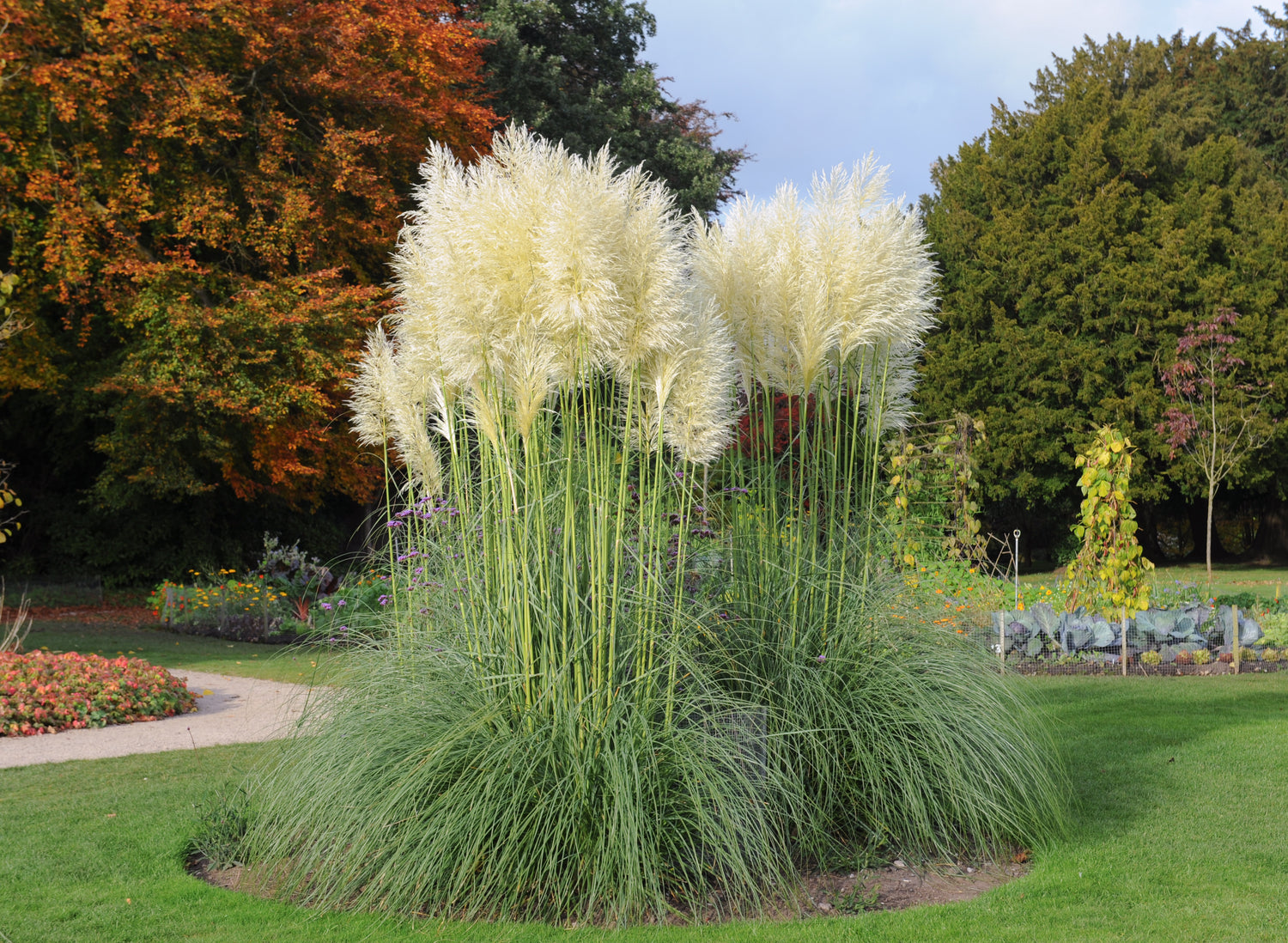view of White Pampas Grass