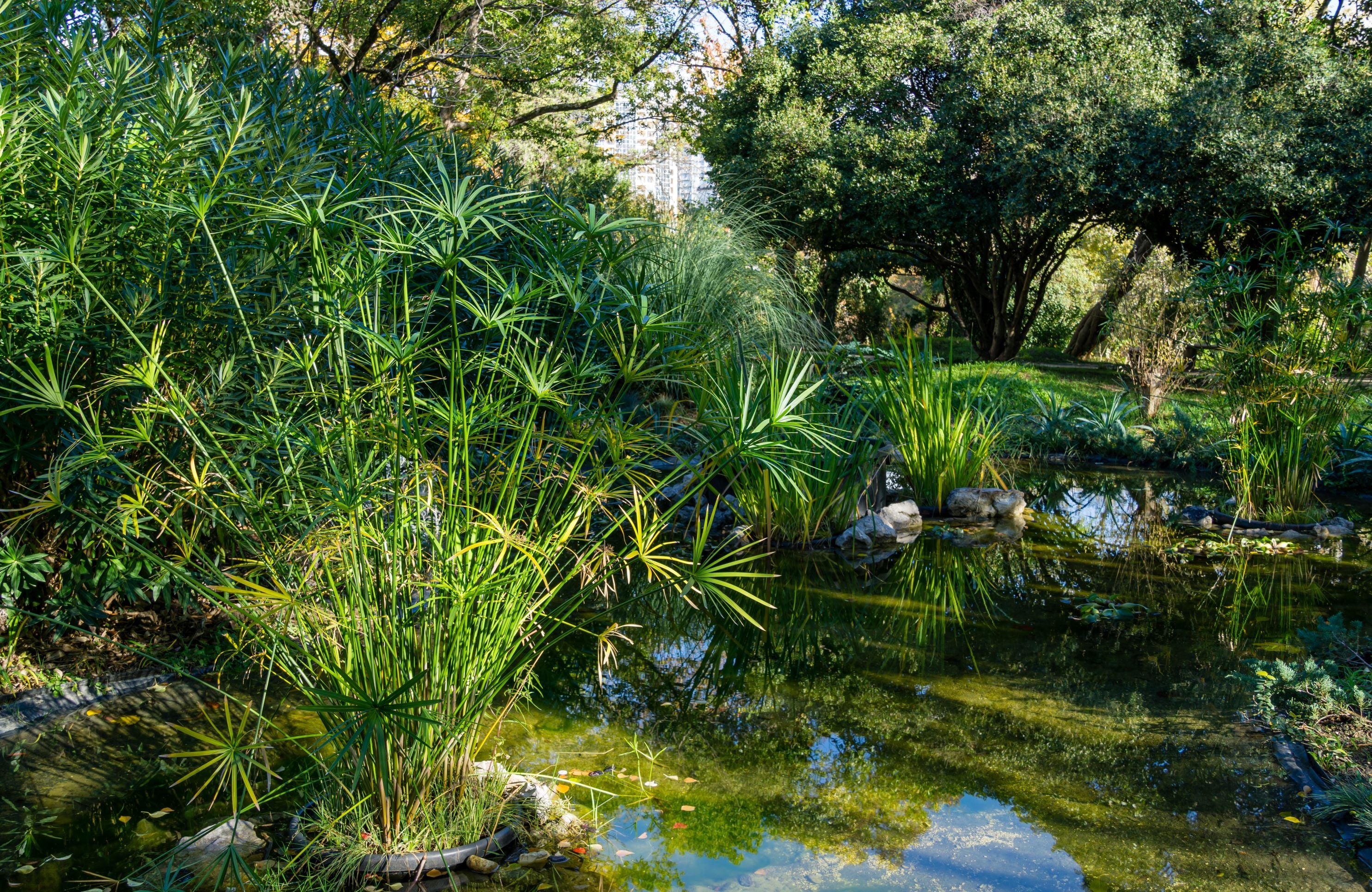 Papyrus Cyperus Aquatic Palm