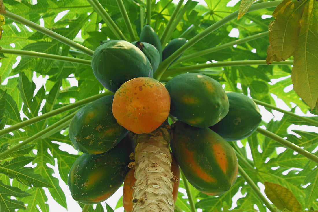 Papaya Red Lady Carica Pawpaw Fruit Tree