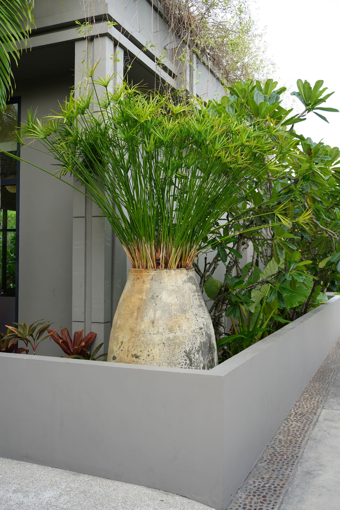 Papyrus Cyperus, Giant Egyptian Papyrus Large