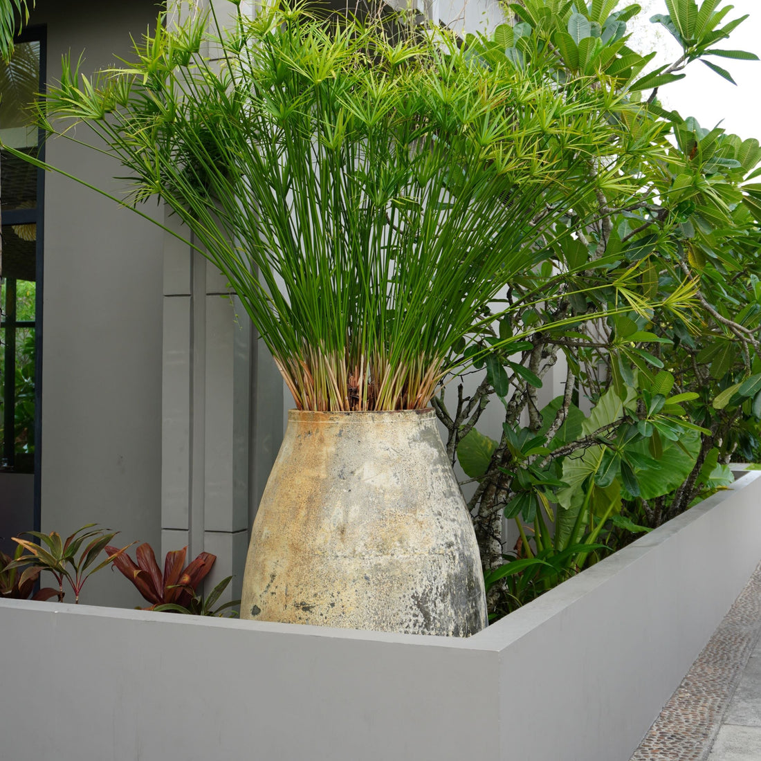 Large Mature Papyrus Cyperus, Giant Egyptian Papyrus Planted in Large Deco Pot