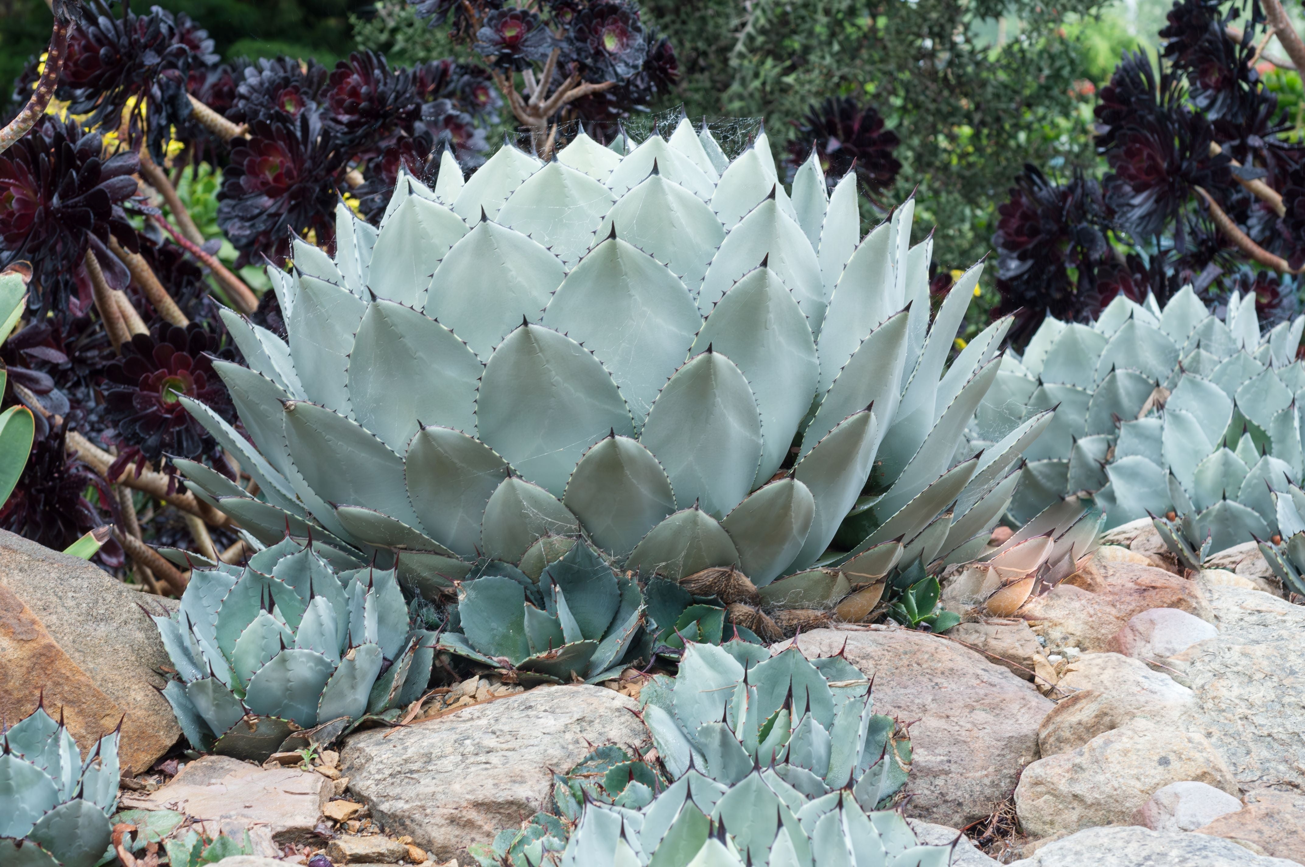 Agave parryi 'J.C. Raulston' 109 - fawema.org