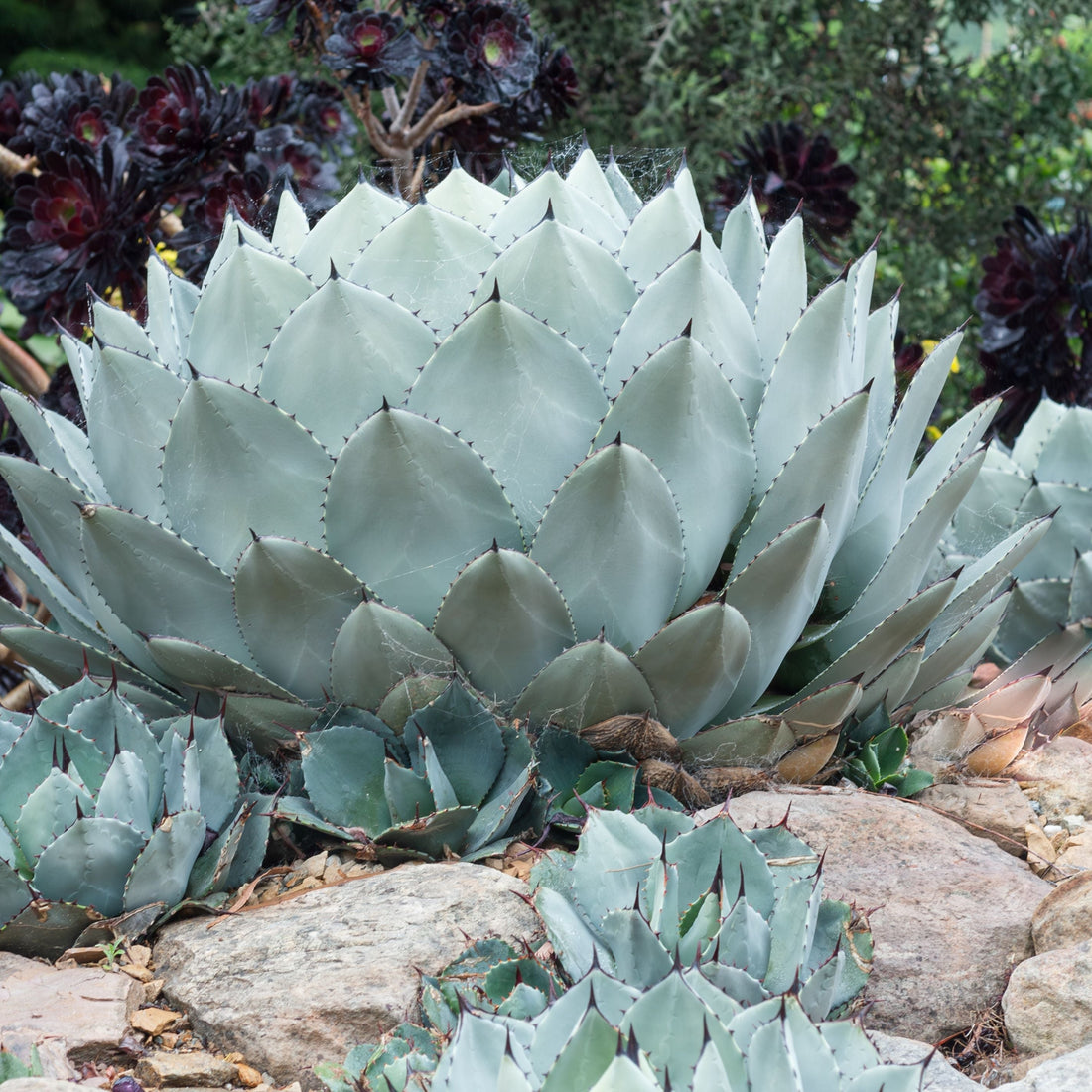 Agave Parryi Artichoke &