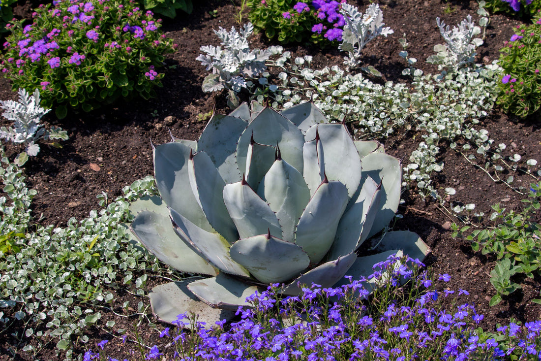 Agave Parryi J.C. Raulston