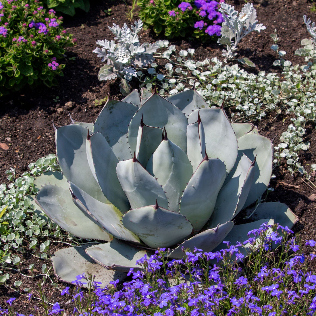 Agave Parryi Artichoke &