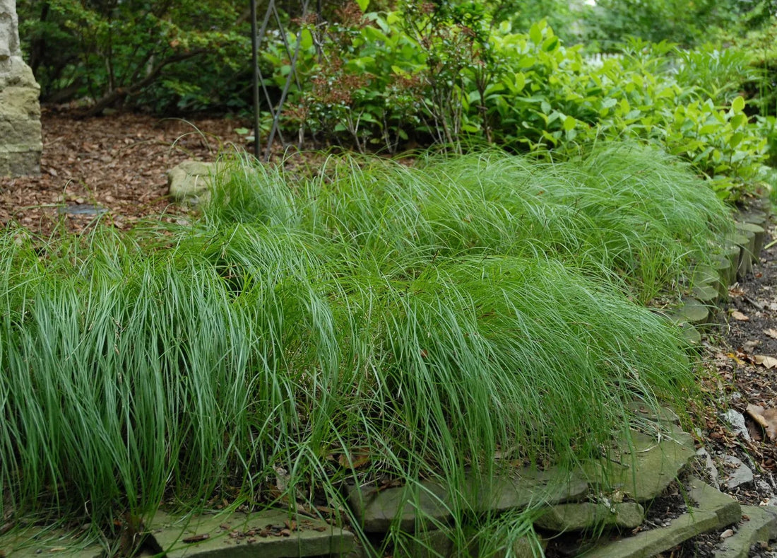 Pennsylvania Sedge, Carex Pensylvanica Grass