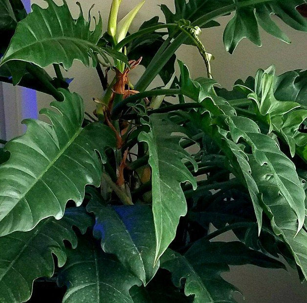 Philodendron Narrow Jungle Boogie inside house