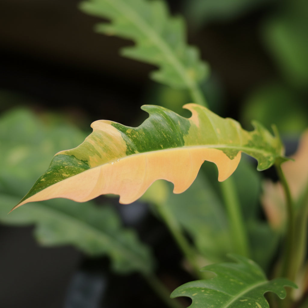 Philodendron Ring of Fire Variegated