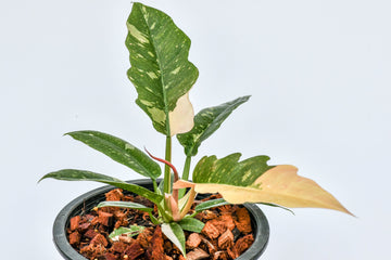 Philodendron Ring of Fire Variegated
