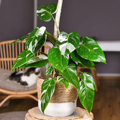 Philodendron White Princess