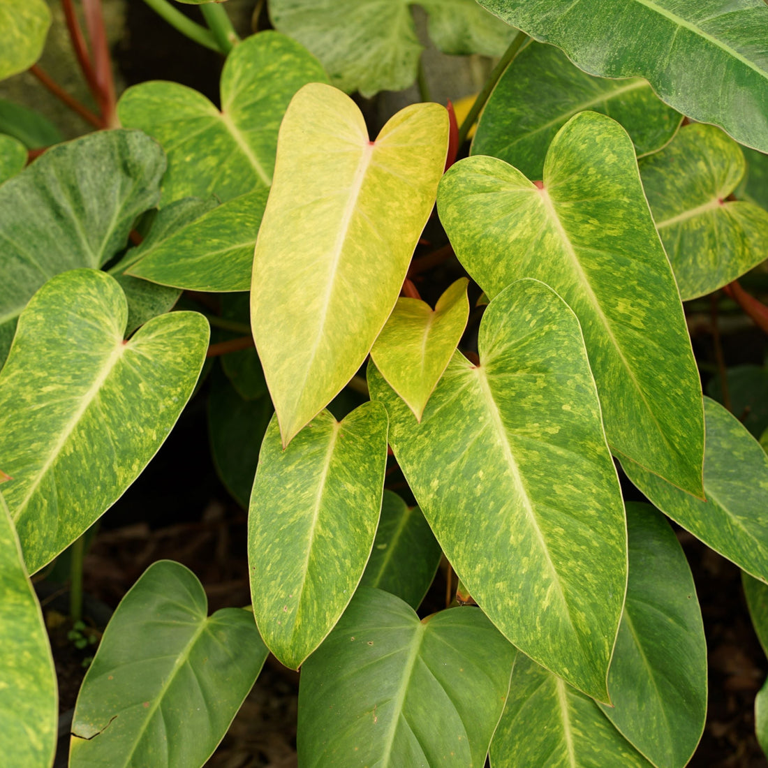 leaves of Philodendron Painted Lady Variegated