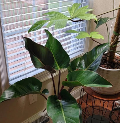 philodendron rojo congo brown leaves Philodendron Red Congo, Tropical Forest Plant