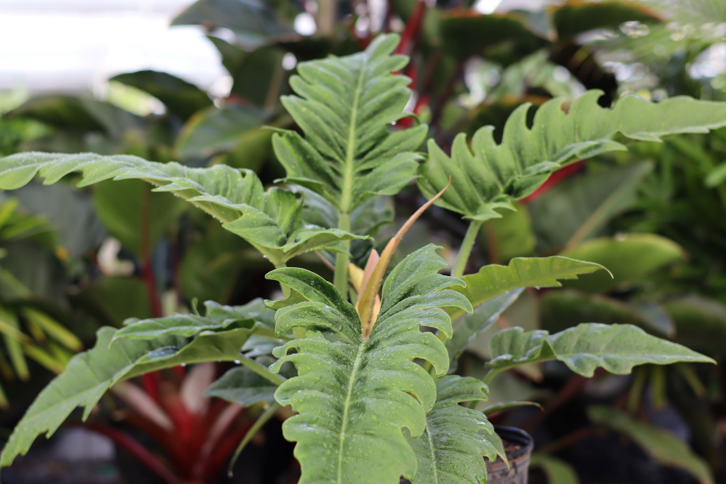 close view of Philodendron Narrow Jungle Boogie