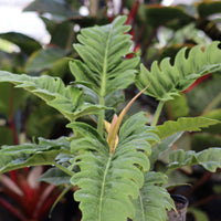 Philodendron Narrow Jungle Boogie
