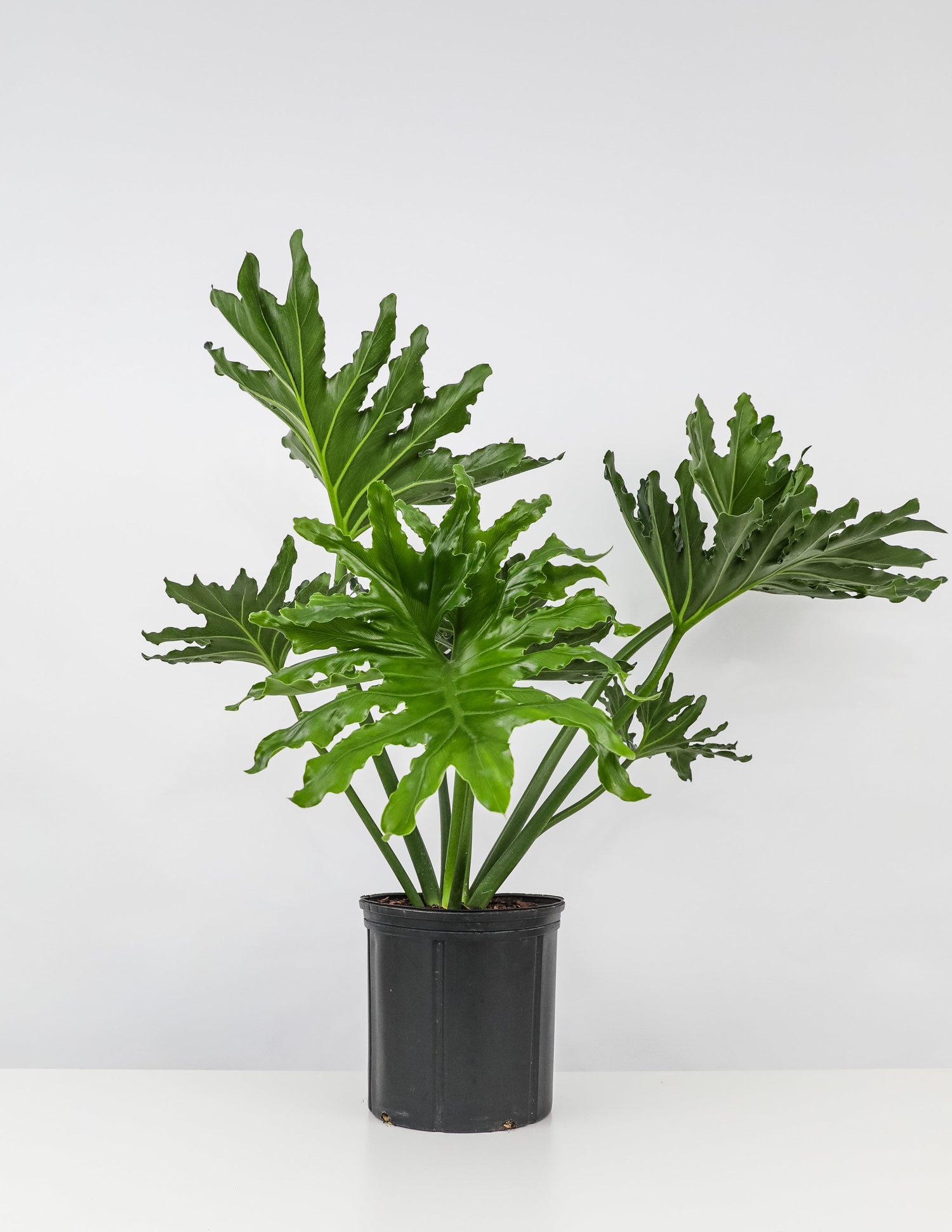 philodendron selloum air purifier Philodendron Split Leaf Hope