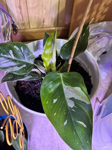 A potted variegated Philodendron white princess plant with green and white variegated leaves, growing in a white plastic pot with soil, set against a background of wooden paneling and indoor items.