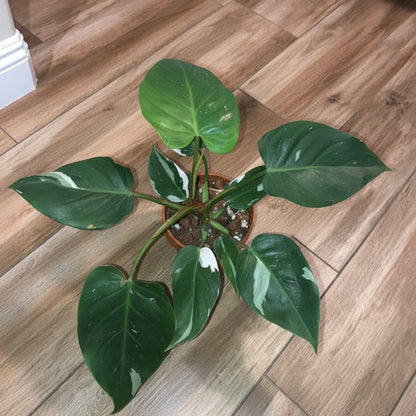 A potted variegated Philodendron white princess plant with green and white variegated leaves