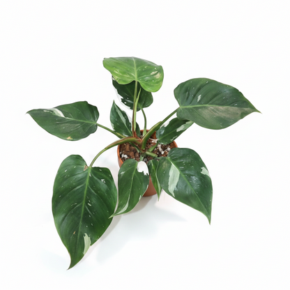 A potted variegated white princess green plant with heart-shaped leaves in a white plastic pot, set against a solid beige background.