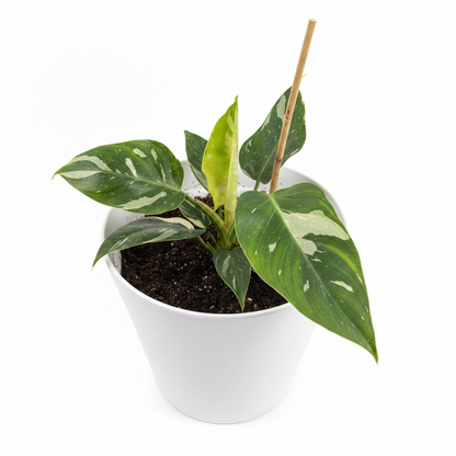 Philodendron White Princess
