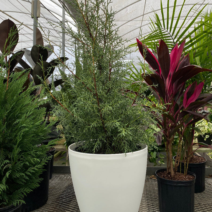 Explore Our Topiary Cone Carolina Sapphire | Eureka Farms