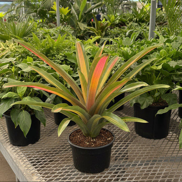 Bromeliad, Aechmea Alvarez Variegated | Eureka Farms