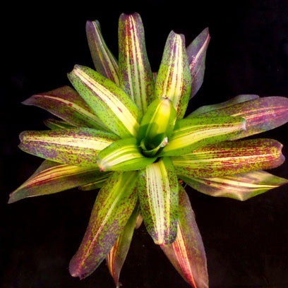 Bromeliad, Neoregelia Picasso