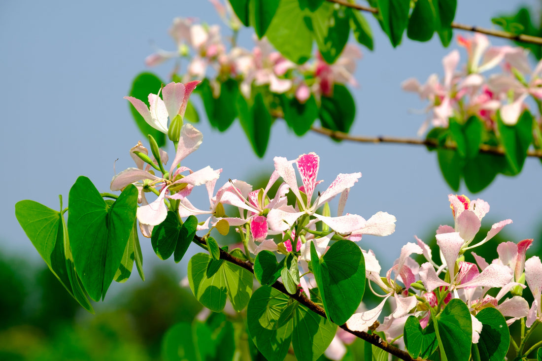 Pink Orchid Flowering Tree, Bauhinia Monandra Butterfly Flower