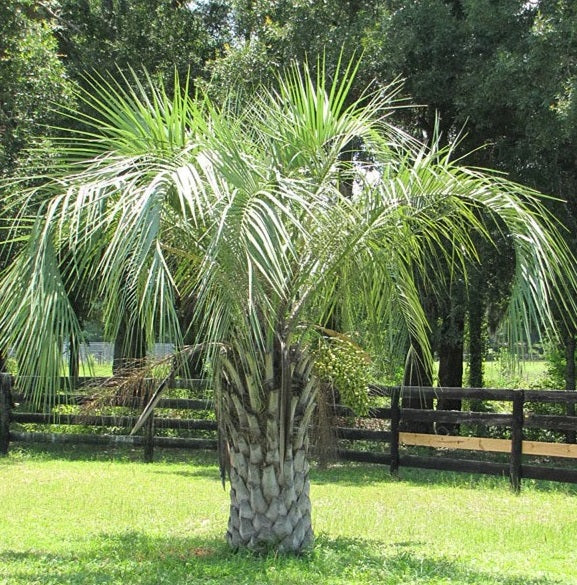 Pindo Palm, Jelly Palm, Cocos Australis