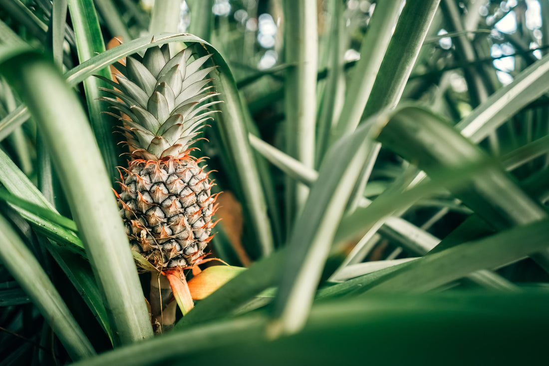 Bromeliad Pineapple Fruit Tree, Ananas Comosus