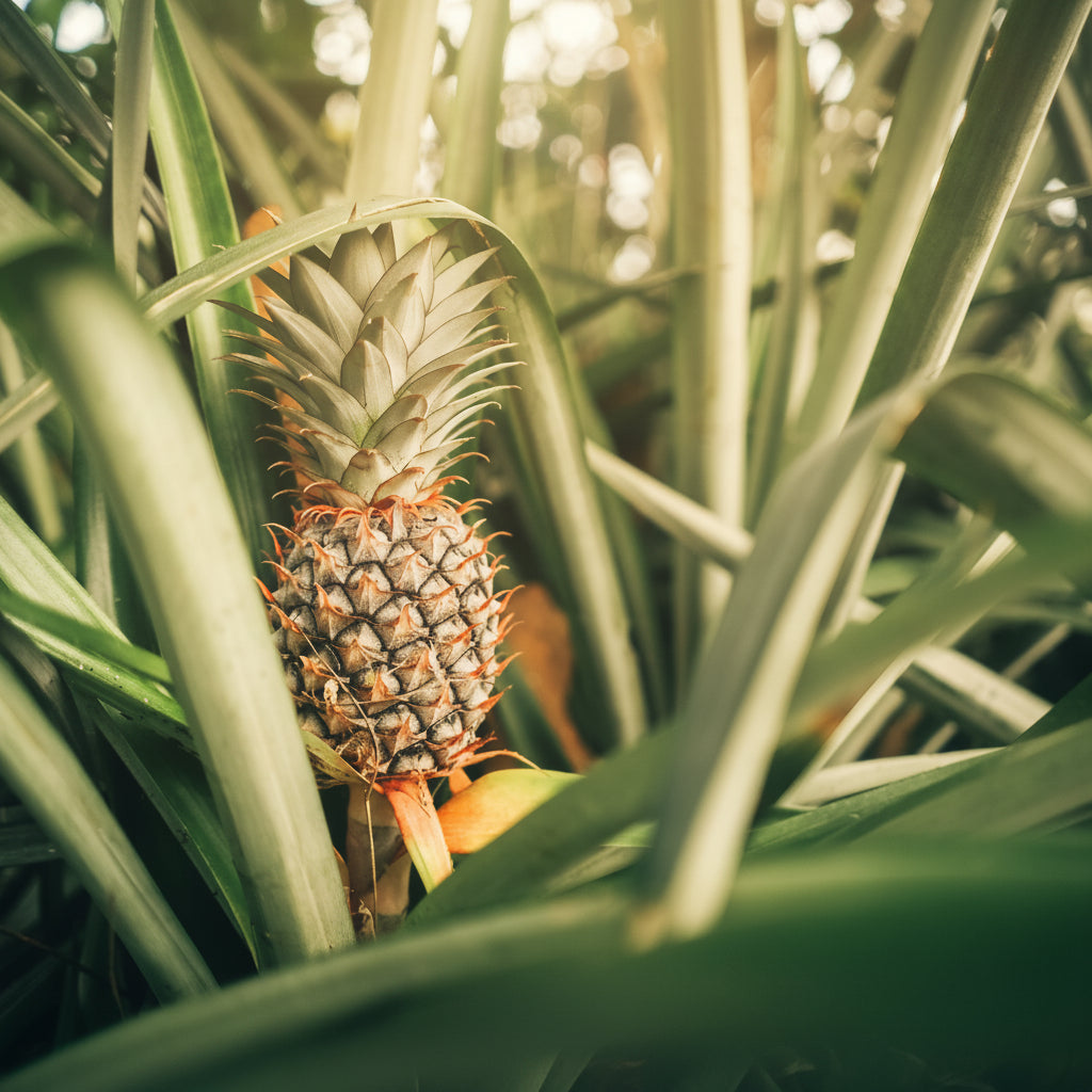 A Bromeliad Pineapple Fruit Tree with a ripe pineapple growing among green leaves.