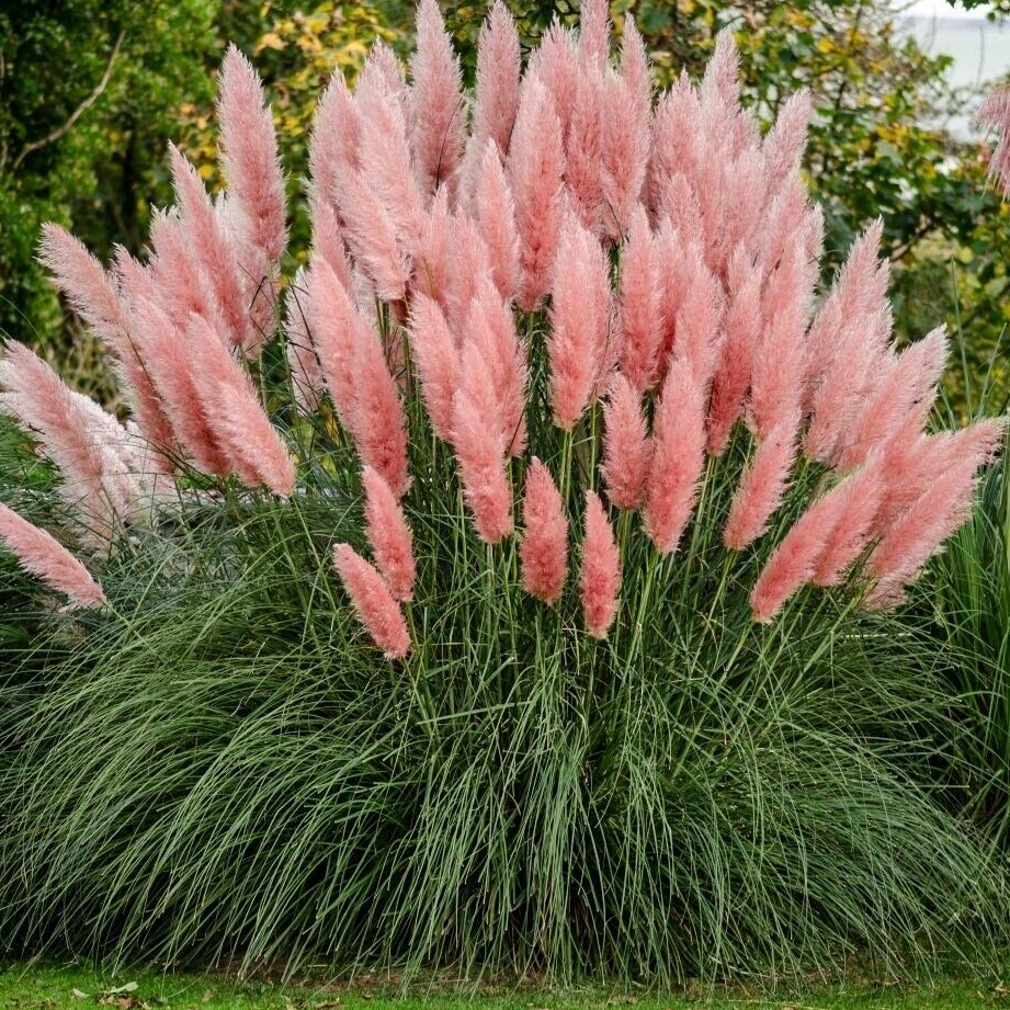 Pink Pampas Ornamental Grass Buy 9pcs Save More Eureka Farms pink-pampas-ornamental-grass-buy-9pcs-save-more-eureka-farms