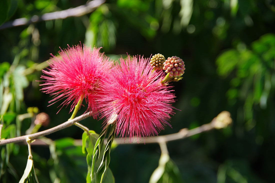 Pink Powderpuff Flowering Tree