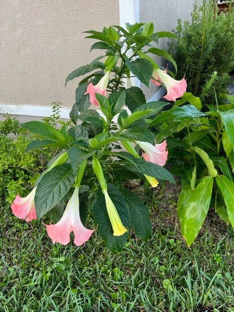 Pink Angel Trumpet Flowering Tree