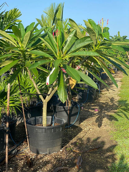 Plumeria Rubra Yellow Orchid Flowering Tree