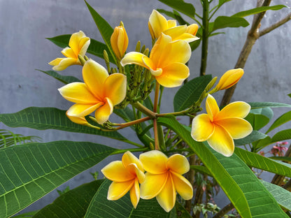 Plumeria Rubra Yellow Orchid Flowering Tree